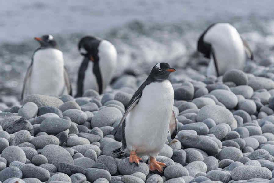 Pingüino Papua o Gentoo - isla Robert - islas Shetland del Sur 06.jpg